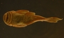 Pseudancistrus pediculatus 38 mmSL FMNH 58565 ventral